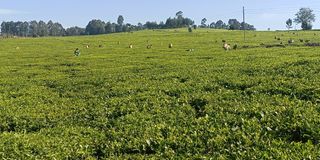 A tea plantation in Nandi County