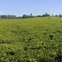 A tea plantation in Nandi County