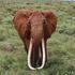Dida elephant dead tusker