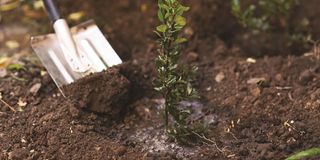Planting tree