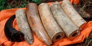 Elephant tusks and a rhino horn clearly marked as court exhibits