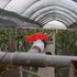 The drip irrigation system at Sangare farm in Nyeri county.