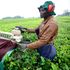 Casual labourers employed without contract at Finlays Company