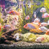 Aquarium