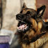 A rabid dog. It is important to teach children to learn to assess when a pet might be dangerous to them.