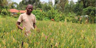 Evans Ochuto at the traditional vegetable and seed bank farm in Vihiga County.