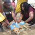 Anti-rabies campaign