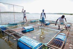 Fishermen collect dead fish from fish cages in Lake Victoria on October 20, 2022. 