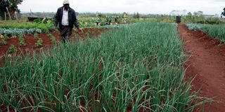 An onion demonstration plot at Wambugu Agricultural Training farm in Nyeri