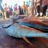 Lamu Fishing Competition