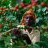 a coffee farme