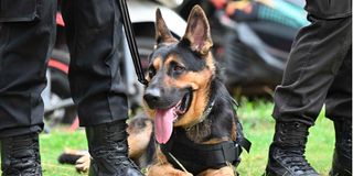 Dog