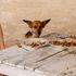 Hungry dog