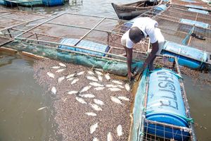 fish cages 