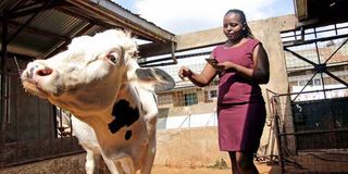A farmer with one of her dairy cows.