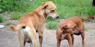 Dogs