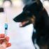 Rabies vaccination