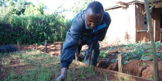 onion seedlings