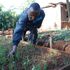 onion seedlings 