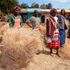 dry grass 