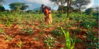 Taita Taveta farms