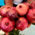 Red onions