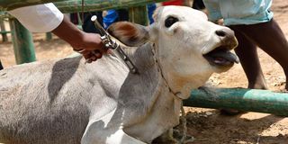 livestock vaccination