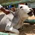 livestock vaccination 