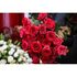 Rose flowers at Pien Flower shop 