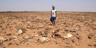 Mzee Soka Ali inspects carcasses of his livestock at Tigo village in Marsabit County on February 10, 2023.