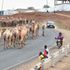 Baringo livestock