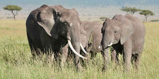 elephants