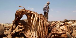 Guyo Ibrae, drought