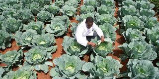 Robert Toroitich, a worker at Uasin Gishu County Government’s Agriculture and Agribusiness department tends to cabbages