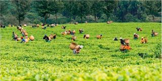Tea workers