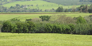 Chagaik tea estate