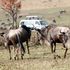 Maasai Mara Game Reserve tour van wildbeeste