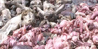 dumped kitengela meat