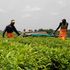 Workers with a mechanised tea-plucking machine