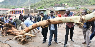 West Pokot Deputy Governor Robert Komolle assists in moving a log that blocked Kitale -Lodwar highway after raging floods