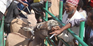 Marsabit donkeys vaccination
