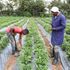 Samuel Gachoka Mwaniki (right) and one of his workers harvest capsicum.