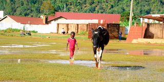 A boy grazes a cow inside the flooded Maua Stadium
