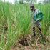 Sugarcane farmers