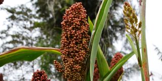 Sorghum bicolor