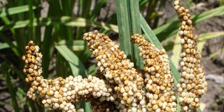 Eleusine coracana