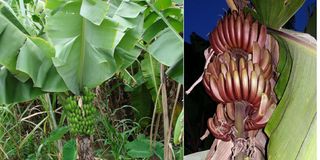 Banana or Musa spp
