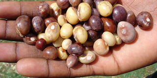 Bambara groundnuts