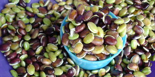 Climbing bean