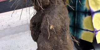 Aerial yam